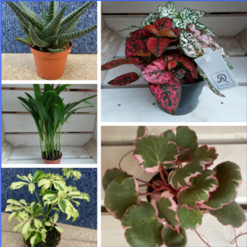 Small houseplants cactus - houseplants,