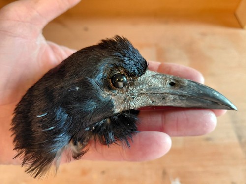 Rook crow head - rook, skull