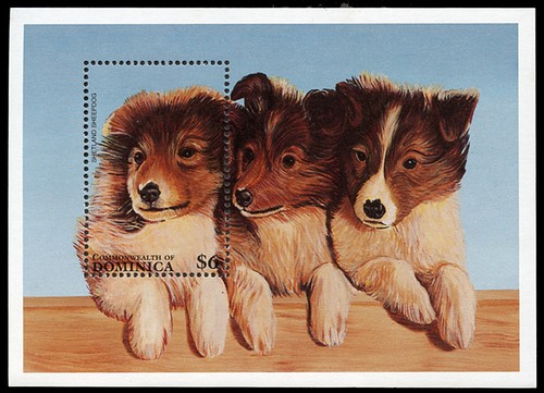 Shetland sheepdog sheltie - shetland,