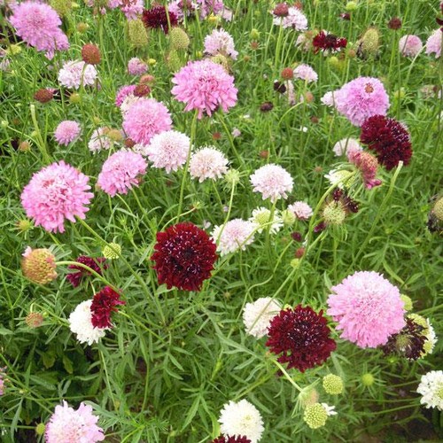 Scabious tall double - mix, pack