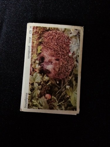 B1t trade card dandy gum - , wild