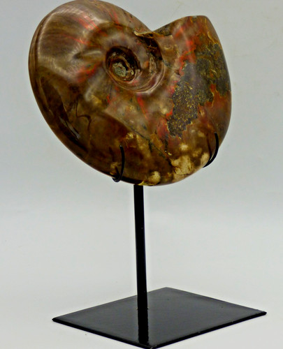 Large fossil ammonite - fossil, fire