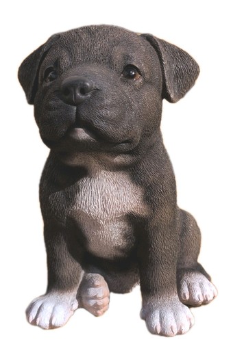 Staffordshire bull terrier - staffordshire,