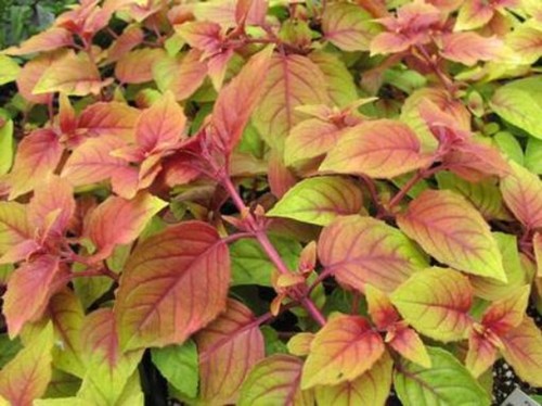 Trailing fuchsia autumnale - 6,