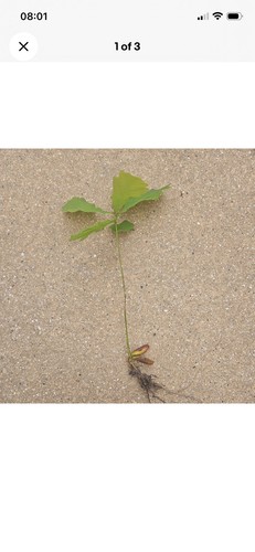 English oak tree - 30, x
