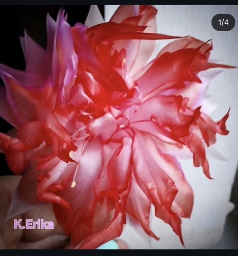 Rare schlumbergera double - rare,