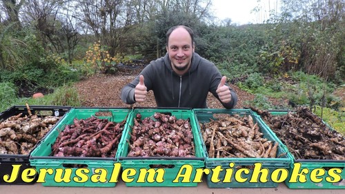 Jerusalem artichoke mega mix - mega,
