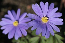 Anemone blanda Blue Shades