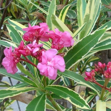 DOUBLE PINK /SCARLET VARIEGATED , SCENTED OLEANDER  ONE ROOTED  CUTTING  05.11.