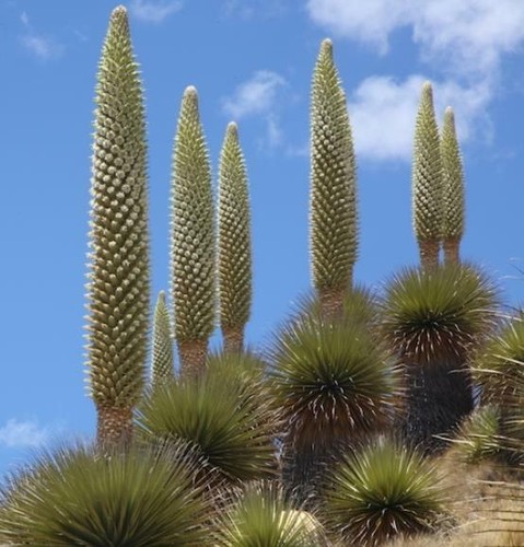 Puya raimondii giant - raimondii,,