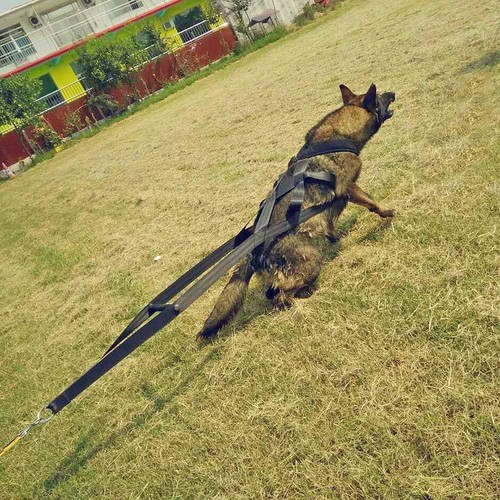 Dog weight pulling harness - pulling,