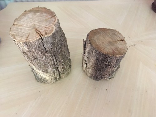 Oak wood tree piece cookie - tree,