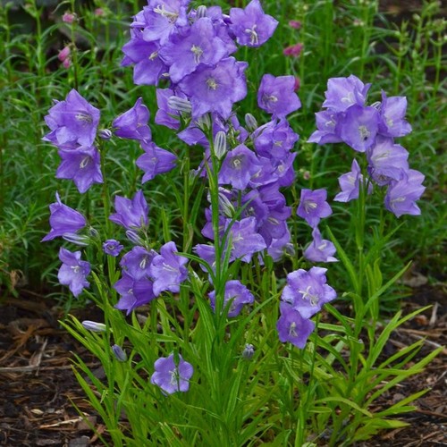 Campanula persicifolia blue - persicifolia, -blue