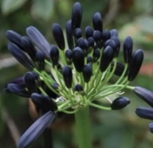 Seeds agapanthus black - ,