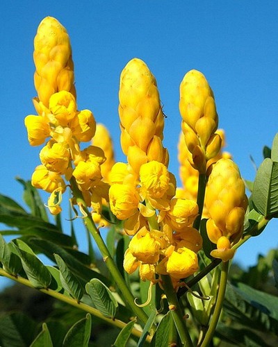 Cassia alata candlestick - alata,,