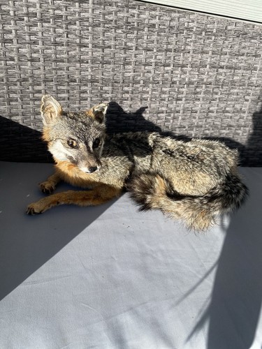 Fully poseable grey - poseable, fox