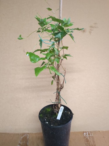 Evergreen winter flowering - winter,