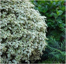 2 Litre | Pittosporum