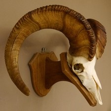 Dall Sheep (Ovis Canadensis)