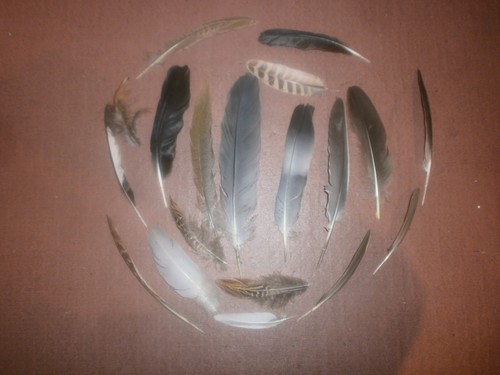 Natural birds feathers free - 20,