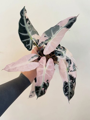 Alocasia pink bambino - pink,