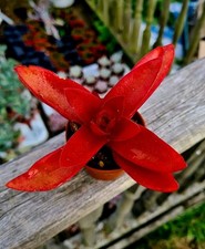 CLEARANCE - Crassula Capitella Campfire | Red succulent plant in 6cm pot 