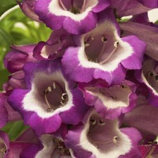 Penstemon F1 Arabesque™