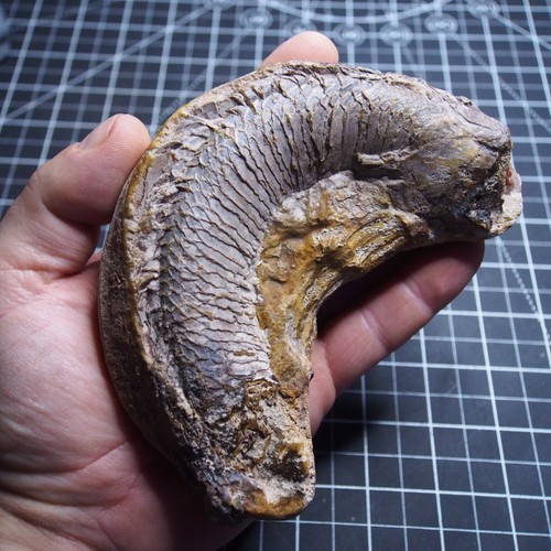 Predatory fish fossil - predatory,