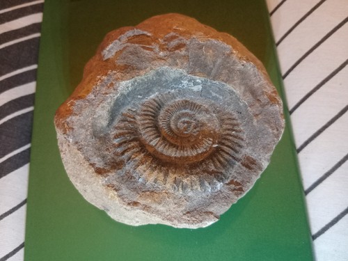 Large hildoceras ammonite - hildoceras,