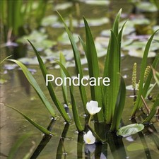 WATER SOLDIERS STRATIOTES 6