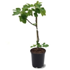 Fig Tree 'Brown Turkey' In a 9cm Pot, Ready to Fruit 30-40cm tall