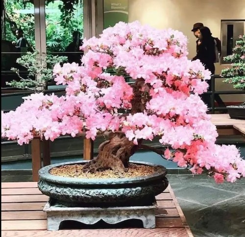 Pink cherry blossom bonsai - pink,