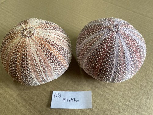 Large scottish sea urchins - scottish,