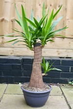 Mature yucca elephantipes - mature,