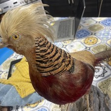 Christopholous Pixtus Taxidermy Golden Pheasant On log stand 