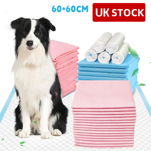 Large puppy training - puppy, trainer