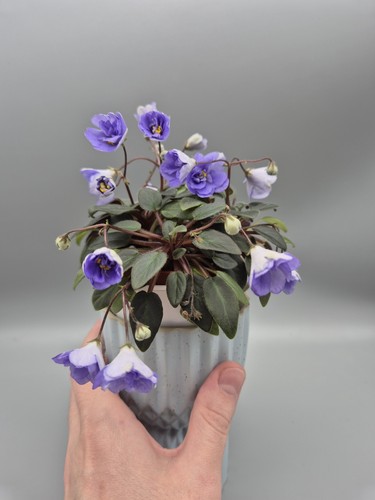 African violet miniature - violet,