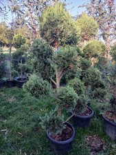 Multi Stem Pom Pom Topiary