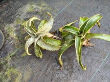 Dyckia marnier-lapostollei -