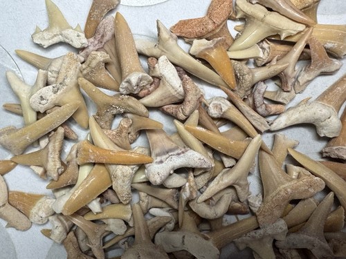 Lot 100 fossil - fossil, wholesale