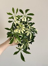 Variegated Umbrella Plant |