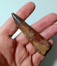 Cretaceous Spinosaurus LARGE  Dinosaur Tooth Boxed and Labeled 7cm 2.9" HT-94