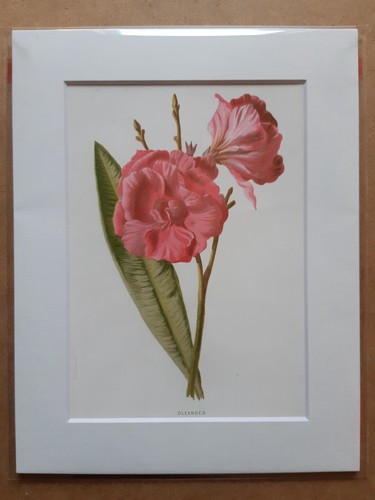 Antique chromolithograph - antique,