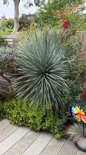 Large mature yucca rostrata - ,