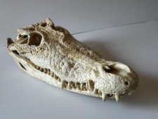 CROCODILE SKULL CITES PERMIT