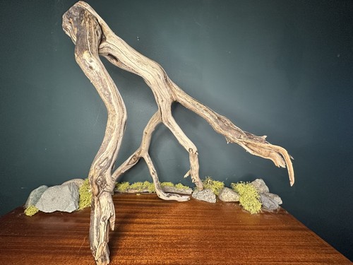 Large manzanita - large,