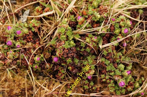 Photo 6x4 purple saxifrage - 6x4,