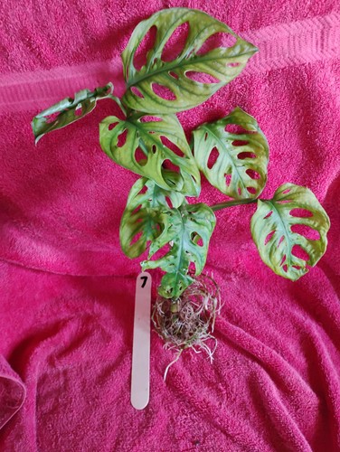 Monstera adansonii swiss - monstera,