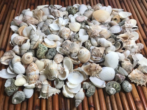 Medium mixed seashells - medium,