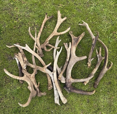 Job lot fallow - job, deer